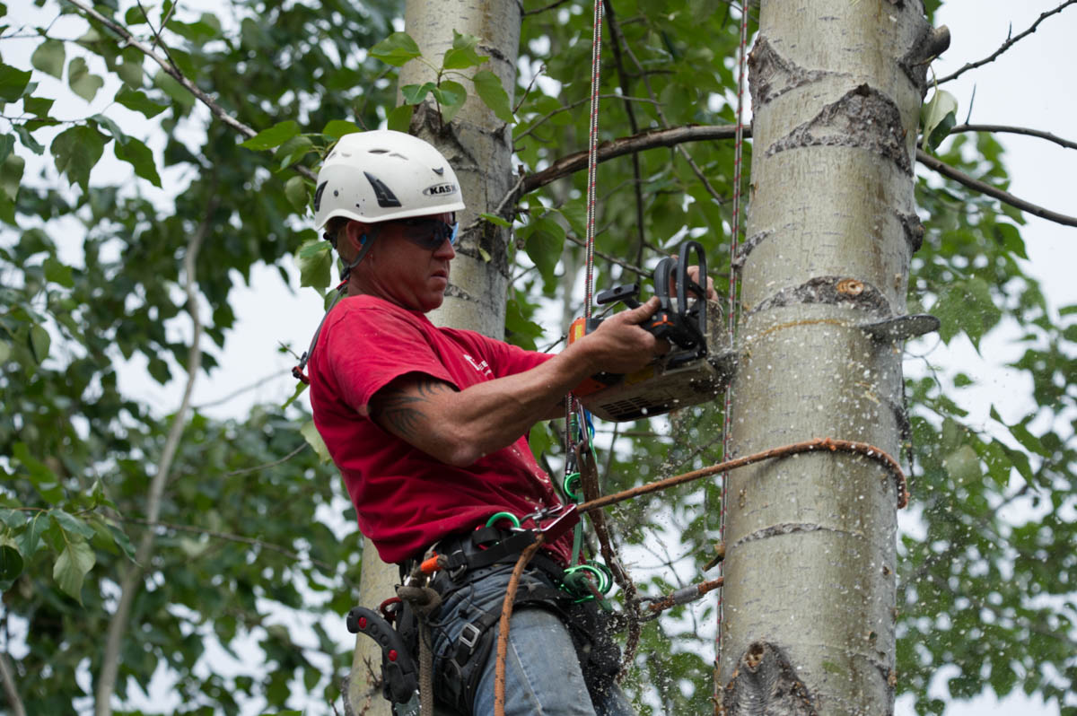 Tall Trees A Tree Service Company.