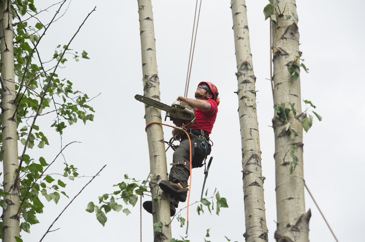 Tall Trees A Tree Service Company.